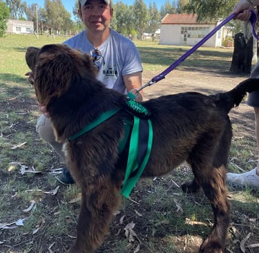 taller de cachorros certificados por un profesional