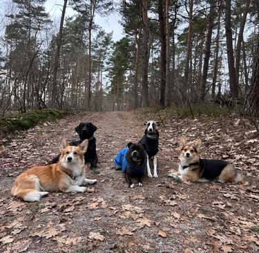Hunde Gruppenfoto vom Social Walk der Hundeschule Resistencedog in Braunschweig