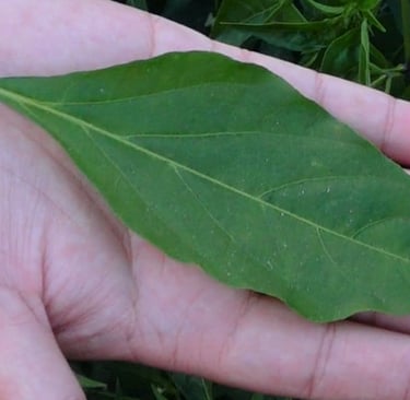 green chili leaf