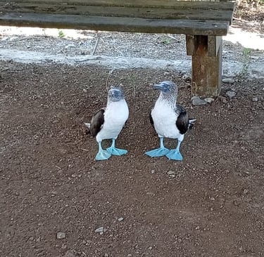 Isla De La Plata in Ecuador - Sula Piediazzurri