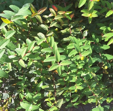 a leafy shrub that is growing well