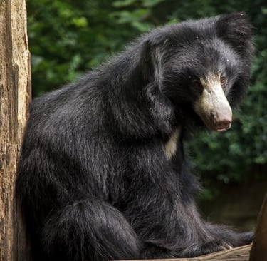 ours lippu dans la vallée de la Churia