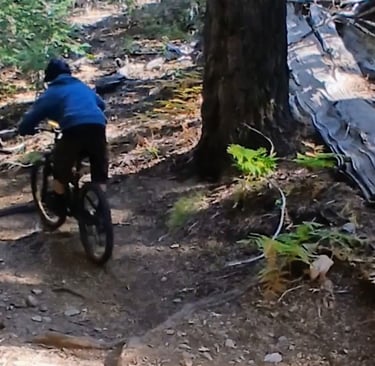 Back view of mtb rider about to go through a root section