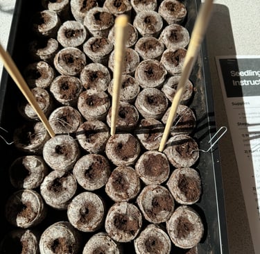 seedling plugs in seedling tray