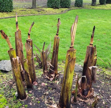 banana palm cut before total freeze, still trying to grow