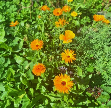 multiple yellow blooming annuals that were planted correctly