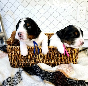Bernedoodle Puppies