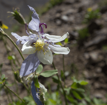 Fully Bloomed Columbine