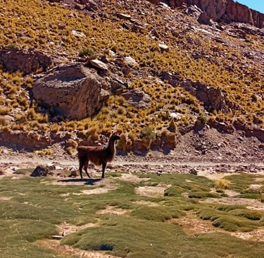 tour del sud della Bolivia e lama