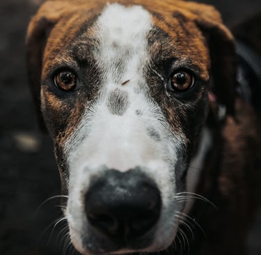 puppy portrait