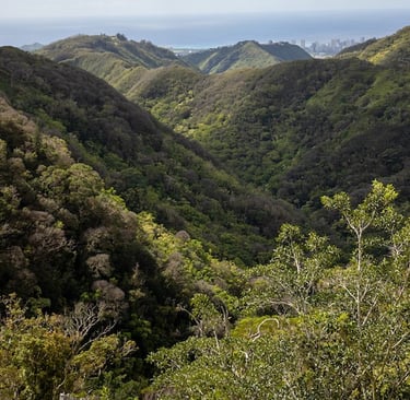 <wiliwilinui Ridge Trail O'ahu Hawai'i