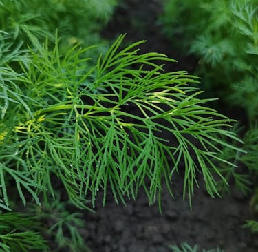 a green Dill plant growing well in a container