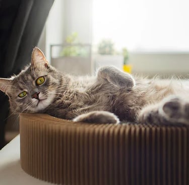 Chat gris allongé dans son panier, les pattes en l'air, en pleine détente