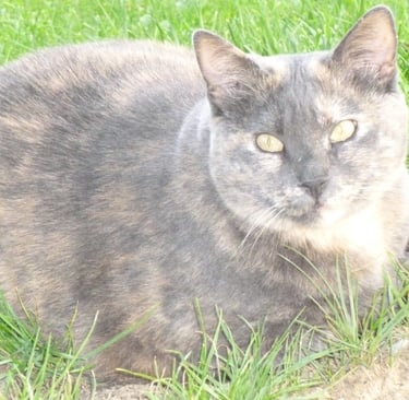 Joli chat couché dans l'herbe