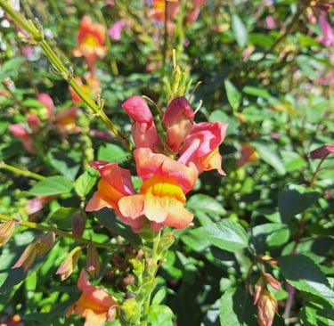 one colorful Snapdragon flower