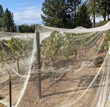 White nets cover grape vines