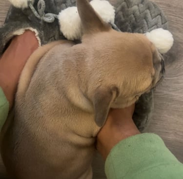 a dog is laying on a couch with a stuffed animal
