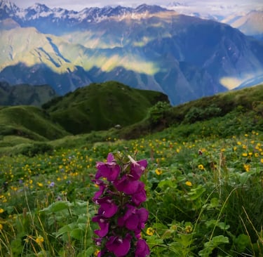 Single tall purple flower in a vibrant alpine meadow with distant sunlit mountains