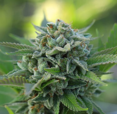Fleurs de CBD disponible chez Natural Bud