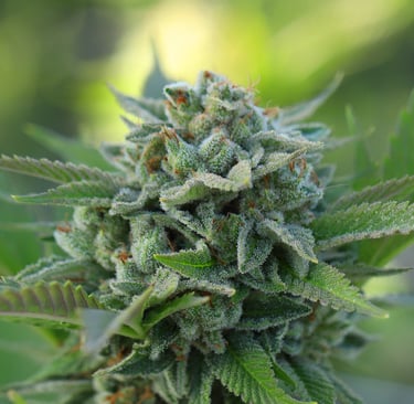 Fleurs de CBD disponible chez Natural Bud