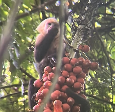 Cosa fare a Quepos e Manuel Antonio - avvistamenti di fauna