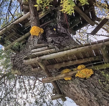 Polypore soufré sur saules