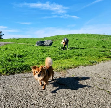 A small brown dog and a German Shepherd dog are walking off leash on a lawn