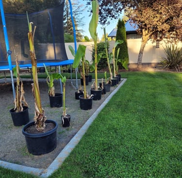 Propagating Banana Palms