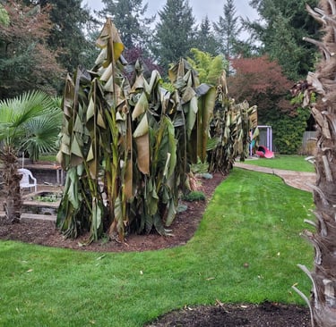 Banana Palms after first freeze