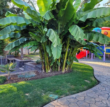Banana Palms in Landscape Design