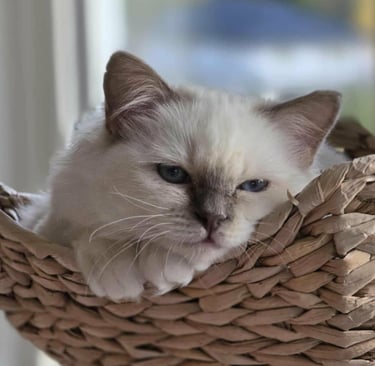 En lillamasket Hellig Birma kattunge som koser seg i kurven sin Gaustatoppens Lavender Grace of May