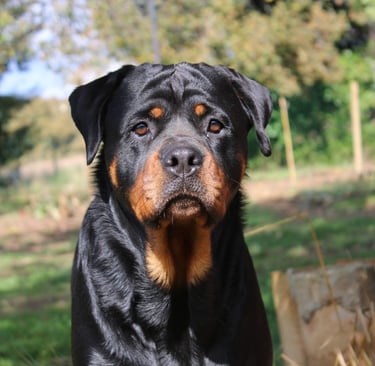 Ferme de Belon : rottweiler CBD