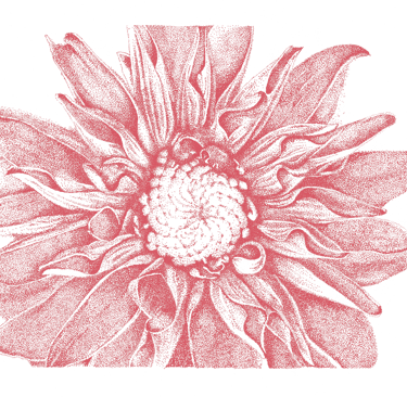 Fleurs de tournesol rouge dessinée en "DOT"