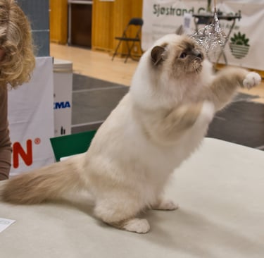 Blåmasket Hellig Birma Champion Junior Champion Kitten Champion NO*Gaustatoppens Perle av Gyldenløve