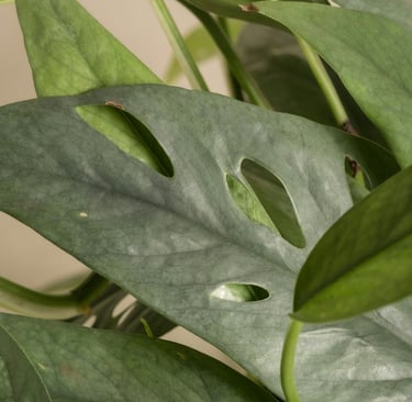 Semi-mature Epipremnum Cebu Blue with holes in the leaves