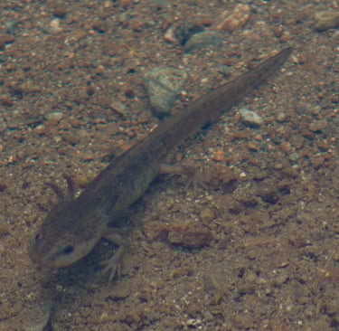 A newt in Petgill Lake