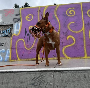 Hund mit pulverbeschichtetem Maulkorb in Orange mit Orange Biothane