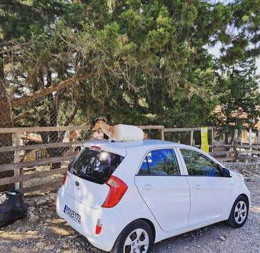 a goat is sitting on top of the car in tsambika rhodes