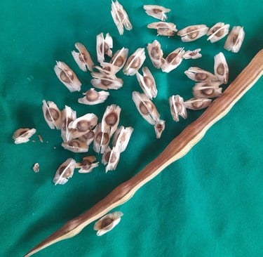 Graines de moringa