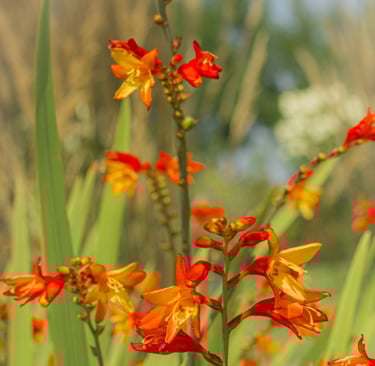 Close up van Crocosmia