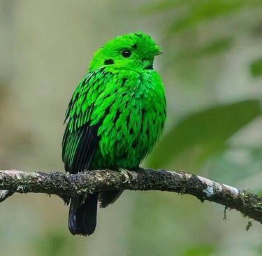 Whitehead's Broadbill at Kinabalu Park