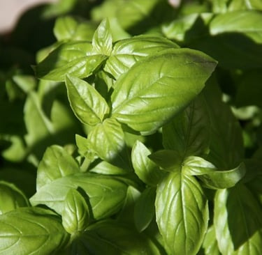 a Basil plant that is growing from small seeds