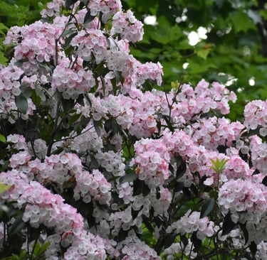 white-pink Kalmia Latifolia flowers bloomng on a bush