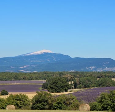 Photo d'un champs de lavande situé vers la ville de Barème