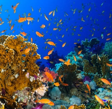 coraux bateau guadeloupe