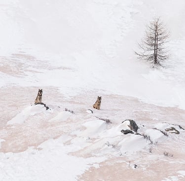 Le loup perd son statut d'espèce strictement protégé