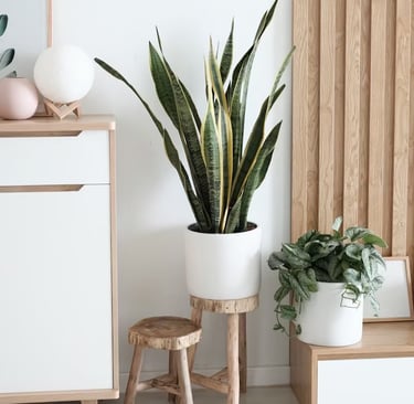 Commode blanche et bois avec une plante dans un pot et revêtement mural fait en lattes de bois