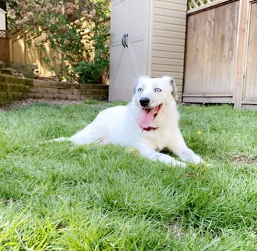 a dog laying on the grass in a backyard