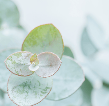 Succulent plant signals natural solutions for peripheral neuropathy in the Roaring Fork Valley, CO