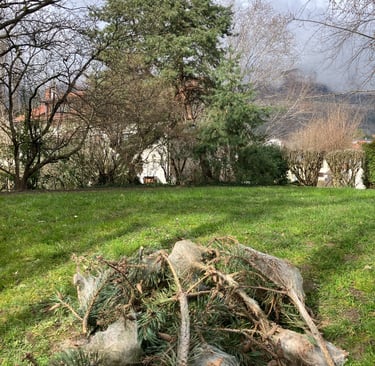 lutte chenilles processionnaires haute-savoie, annecy, genève, annemasse, cluses, bonneville,  